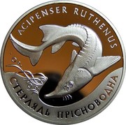 Ukraine 10 Hryven The Sterlet 2012 Proof KM# 689 СТЕРЛЯДЬ ПРІСНОВОДНА ACIPENSER RUTHENUS coin reverse Ukraine 10 Hryven The Sterlet 2012 Proof KM# 689 СТЕРЛЯДЬ ПРІСНОВОДНА ACIPENSER RUTHENUS coin reverse