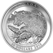 Canada 20 Dollars The Catch Grizzly Bear 2015 Proof CANADA 20 DOLLARS 2015 coin reverse Canada 20 Dollars The Catch Grizzly Bear 2015 Proof CANADA 20 DOLLARS 2015 coin reverse