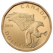 Canada Dollar Ferruginous Hawk 2014 Specimen KM# 1628 CANADA 2014 DOLLAR coin reverse Canada Dollar Ferruginous Hawk 2014 Specimen KM# 1628 CANADA 2014 DOLLAR coin reverse