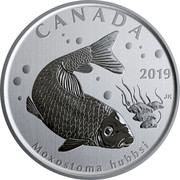 Canada 50 Cents Moxostoma hubbsi 2019 BU 2019 CANADA JK MOXOSTOMA HUBBSI coin reverse Canada 50 Cents Moxostoma hubbsi 2019 BU 2019 CANADA JK MOXOSTOMA HUBBSI coin reverse