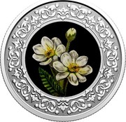 Canada 3 Dollars NorthWest Territories. Mountain Avens 2020  coin reverse Canada 3 Dollars NorthWest Territories. Mountain Avens 2020  coin reverse