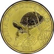 Canada Dollar Blanding's Turtle 2021 CANADA DOLLAR 2021 PG coin reverse Canada Dollar Blanding's Turtle 2021 CANADA DOLLAR 2021 PG coin reverse