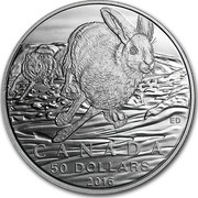 Canada 50 Dollars Arctic Hare Snowshoe Rabbit 2016 Matte proof KM# 2229 ED CANADA 50 DOLLARS 2016 coin reverse Canada 50 Dollars Arctic Hare Snowshoe Rabbit 2016 Matte proof KM# 2229 ED CANADA 50 DOLLARS 2016 coin reverse