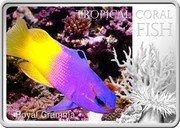 Niue 1 Dollar Royal Gramma 2013 Proof KM# 1128 TROPICAL CORAL FISH ROYAL GRAMMA coin reverse Niue 1 Dollar Royal Gramma 2013 Proof KM# 1128 TROPICAL CORAL FISH ROYAL GRAMMA coin reverse