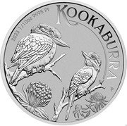Australia 15 Dollars Kookaburra. Elizabeth II 2023 P WR P KOOKABURRA 2023 1/10OZ 9995 PT coin reverse Australia 15 Dollars Kookaburra. Elizabeth II 2023 P WR P KOOKABURRA 2023 1/10OZ 9995 PT coin reverse