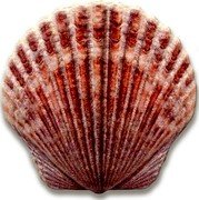 Fiji 1 Dollar Scallop Shell 2019  Proof  coin reverse Fiji 1 Dollar Scallop Shell 2019  Proof  coin reverse