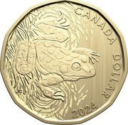 Canada Dollar Northern Leopard Frog 2024  Specimen CANADA DOLLAR 2024 coin reverse