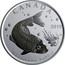 Canada 50 Cents Moxostoma hubbsi 2019 BU 2019 CANADA JK MOXOSTOMA HUBBSI coin reverse