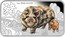 Tuvalu 1 Dollar Kunekune 2019 P Proof 1 OZ 9999 SILVER P IJ 猪 coin reverse