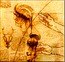 Niue 1 Dollar The da Vinci Codex. Study of the Brain 2011 Proof KM# 530 coin reverse