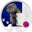 Niue Two Dollars Scottish Fold Cat 2012 Proof KM# 1072 OUR FRIENDS SCOTTISH FOLD coin reverse