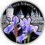 Niue One Dollar Iris Siberica 2013 Proof KM# 993 IRIS SIBERICA AG 925 coin reverse