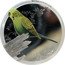 Australia 50 Cents Budgerigar 2013 KM# 1923 BUDGERIGAR P NM coin reverse