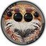 Niue 1 Dollar (African Jumping Spider) I SEE YOU I AM A JUMPER coin reverse