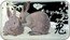 Cook Islands Dollar White Rabbit 2011 Proof KM# 1270 P 兔 1OZ 999 SILVER coin reverse