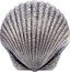 Fiji 2 Dollars Seashell 2019   coin reverse