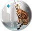 Fiji 2 Dollars (Bengal) SUPER CAT BENGAL coin reverse